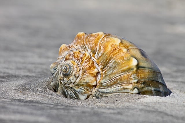 shell in sand