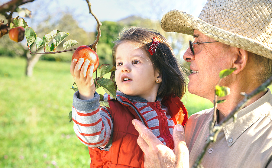 Apple picking 2024