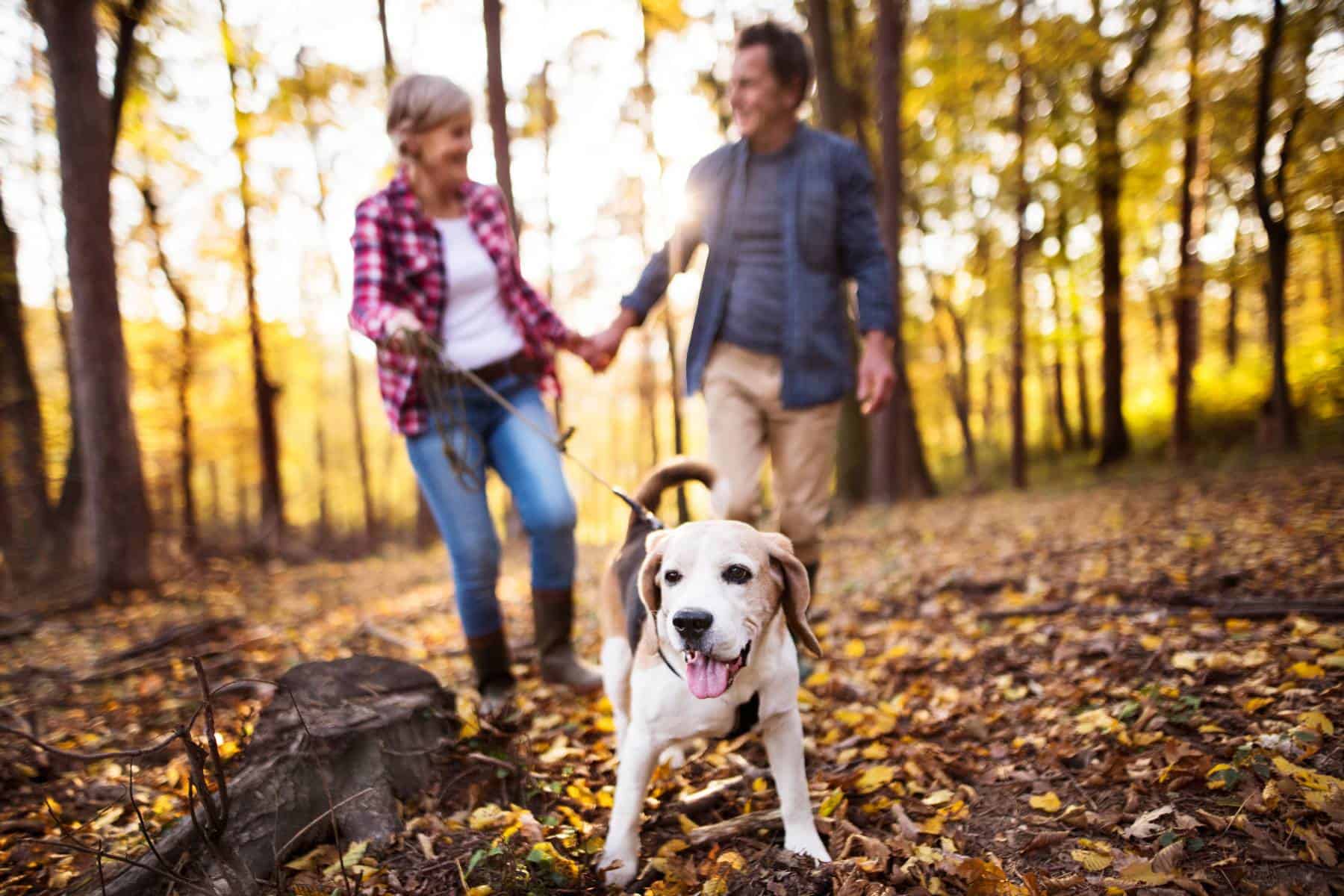 seniors walking their dog surrounded by trees during fall