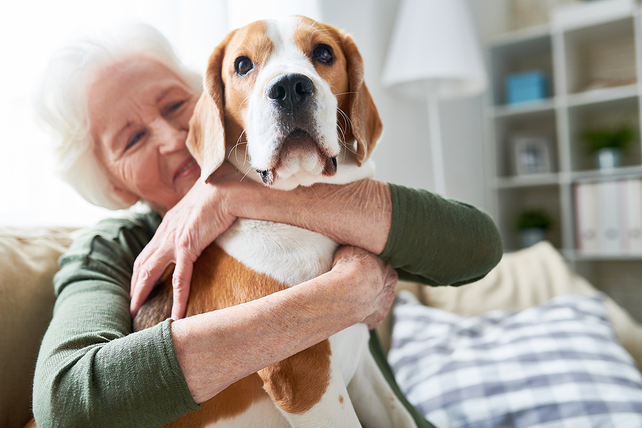 Portrait of elegant senior woman hugging pet dog tenderly and smiling happily while enjoying weekend at home sitting on comfortable couch in modern apartment.