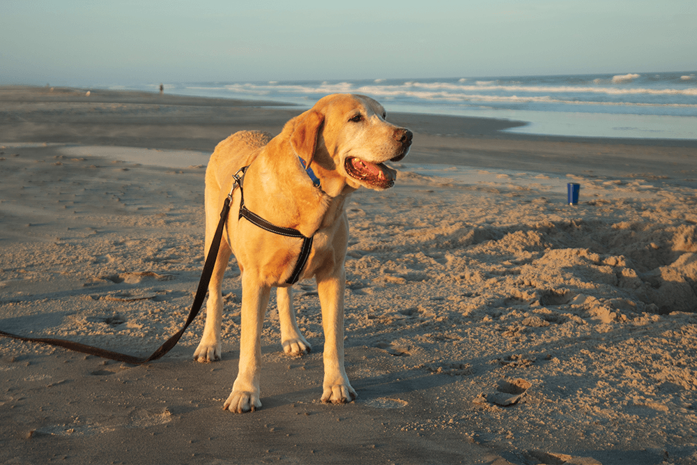 dog on the beach